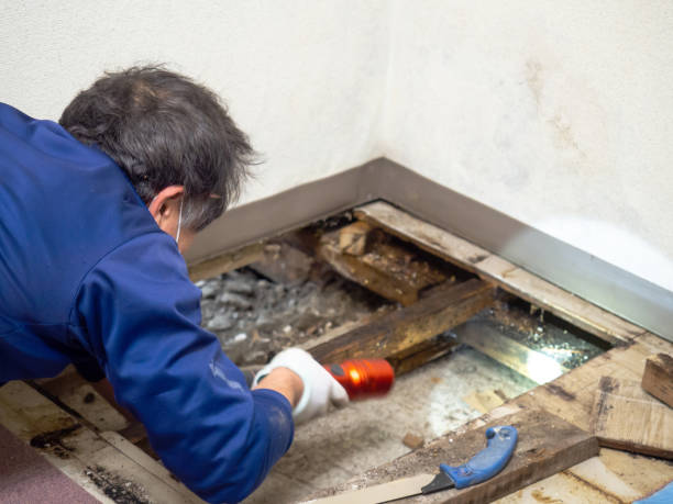 Best Black Mold Removal  in Toluca, IL