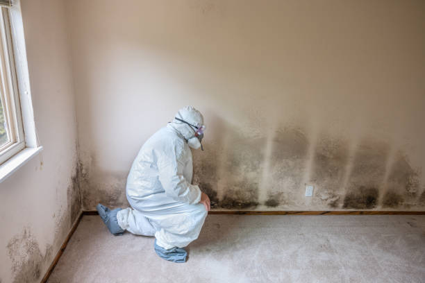 Best Home Mold Removal  in Toluca, IL