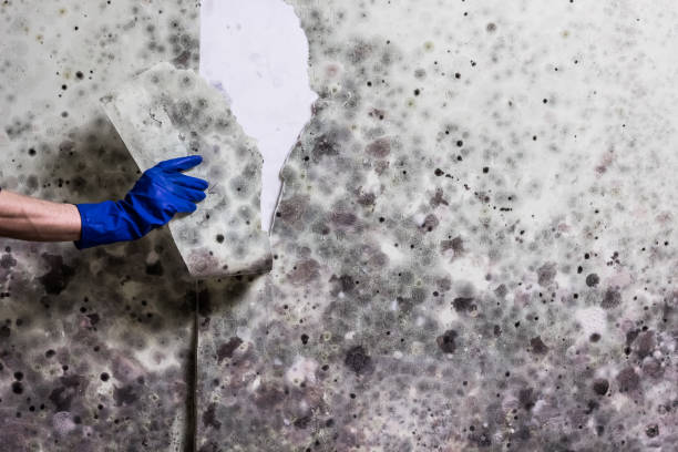 Best Mold Cleaning Services  in Toluca, IL
